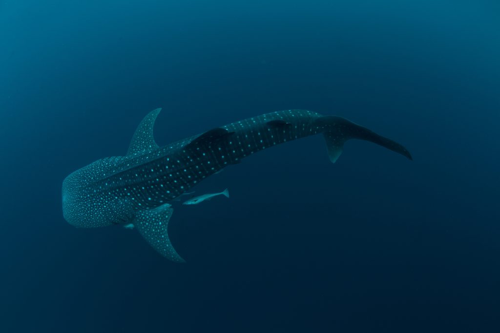whale-shark-underwater